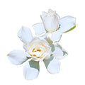 Tall Gardenia Evergreen Shrub 2 Gallon Potted Plant L354