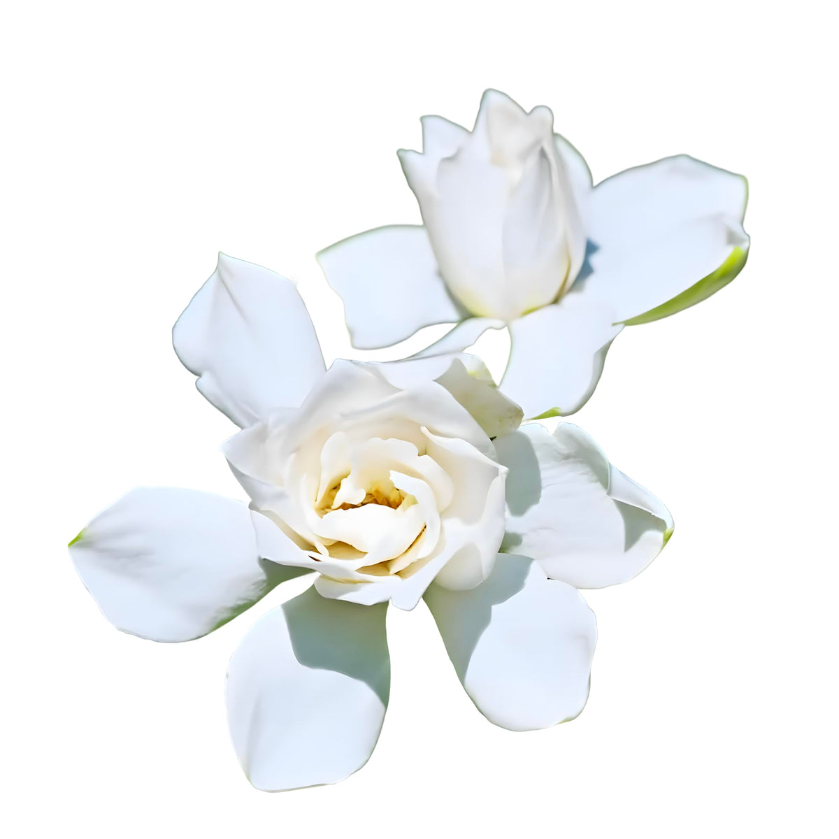 Tall Gardenia Evergreen Shrub 2 Gallon Potted Plant L354