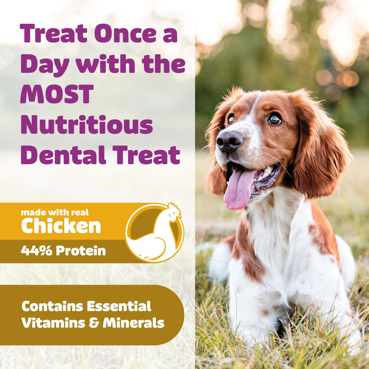 Chicken Dog Dental Treats Large 24oz & Medium 36 oz G259